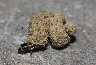 Description de cette image, également commentée ci-après