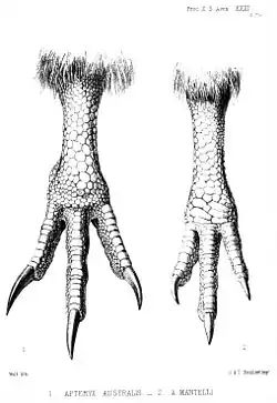 Pattes d'un Kiwi austral (à gauche) et d'un Kiwi de Mantell (à droite).