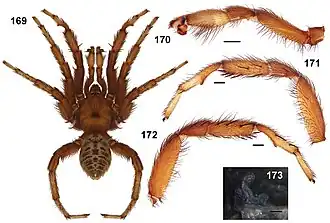 Description de l'image Aptostichus muiri anatomy.jpg.