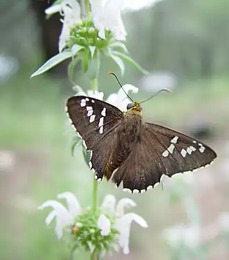 Description de l'image Apyrrothrix araxes 31540833.jpg.