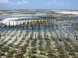 Aquaculture d'algues rouges.