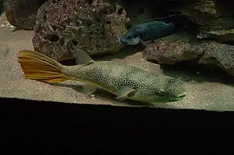 Aquarium du palais de la Porte Dorée.