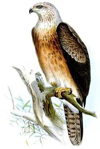 Aigle impérial