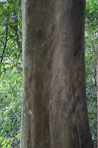 Tronc de Bois-parfum Aquilaria crassna
