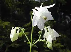 Aquilegia vulgarisforme blanche.