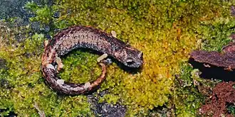 Description de l'image Aquiloeurycea cephalica, Chunky False Brook Salamander, Tamaulipas.jpg.