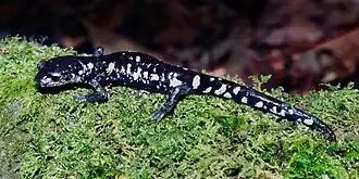 Description de l'image Aquiloeurycea scandens, Tamaulipan False Brook Salamander, Tamaulipas.jpg.