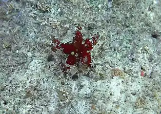 Aquilonastra conandae de La Réunion.