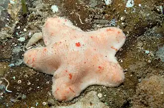 Aquilonastra scobinata en Australie (Victoria).