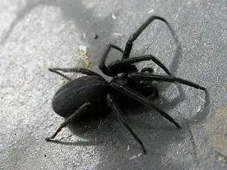 Description de l'image Araña Mandaio 07-05-2006 05.jpg.