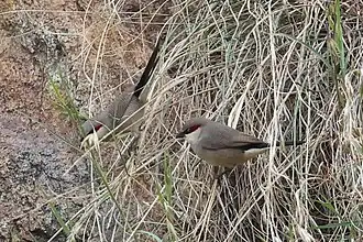 Description de l'image Arabian Waxbill imported from iNaturalist photo 223445308 on 10 January 2023 (cropped).jpg.