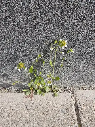 Description de l'image Arabidopsis suecica 128005651.jpg.