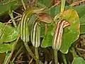 Inflorescence d'Arisarum vulgare.