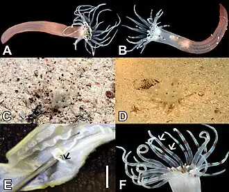 Description de l'image Arachnanthus lilith (10.3897-zookeys.748.22914) Figure 2.jpg.