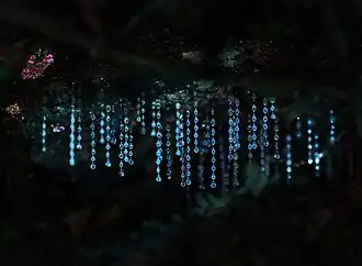 Bioluminescence in the adhesive web of predatory larvae of fungus gnats