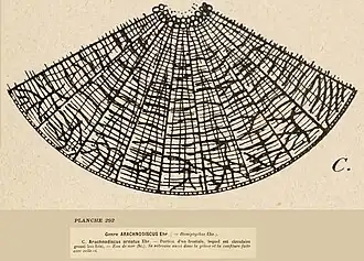 Description de l'image Arachnoidiscus-Hemiptychus Henry Coupin 1868.jpg.