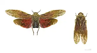 Description de cette image, également commentée ci-après