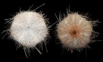 Araeosoma bidentatum