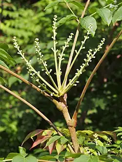 Panicule en formation.