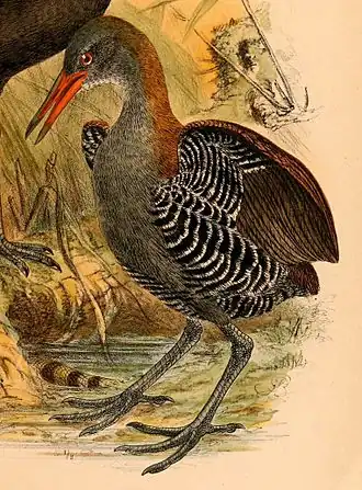 Dessin représentant un oiseau debout, tourné vers la gauche ; long bec orangé et dessus du cou roussâtre ; pattes, ventre et face gris-brun ; ailes à moitié déployées avec extérieur marron et intérieur zébré noir et blanc.