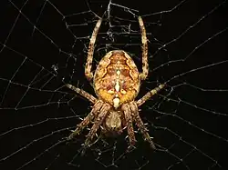 L'épeire diadème (Araneus diadematus), une Araneomorphae.