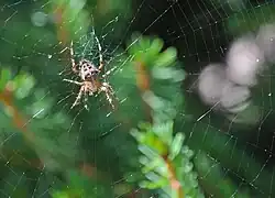 Une épeire diadème sur sa toile.