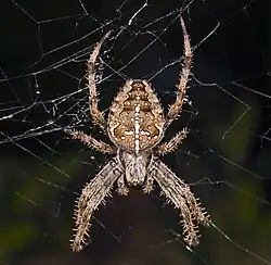 Photographie en couleur d'une araignée sur sa toile.