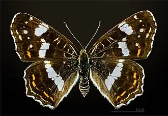 Forme estivale prorsa, face dorsale – coll. MHNT.