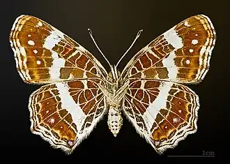 Forme estivale prorsa, face ventrale – coll. MHNT.