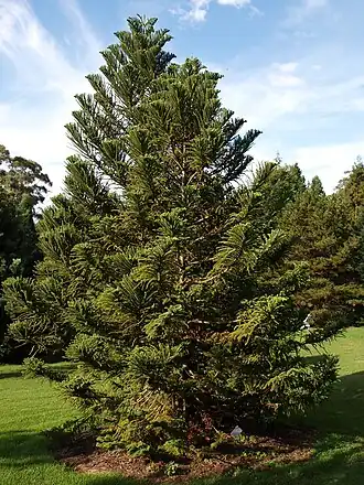 Description de l'image Araucaria biramulata.JPG.