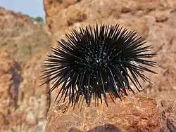 Arbacia lixula, un Arbacioida