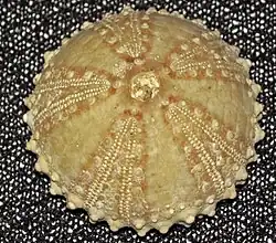 Arbacia waccamaw (fossile)