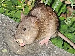 Le Rat brun (Rattus norvegicus), par le transport des denrées alimentaires, notamment lors du stockage des céréales.