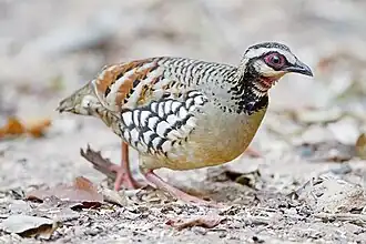 Description de cette image, également commentée ci-après