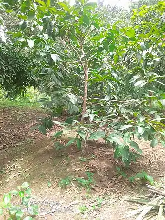 Description de l'image Arbre - feuille d'essok.jpg.