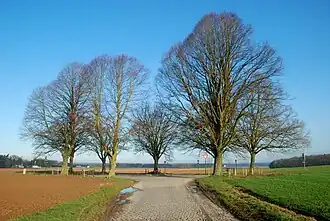 Image illustrative de l’article Arbre de la justice (Court-Saint-Étienne)