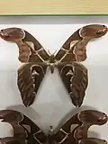 Archaeoattacus staudingeri male au MNHN de Paris