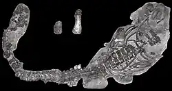 Spécimen supplémentaire.