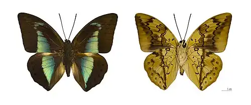 Prepona licomedes - Brésil.