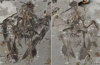 Description de l'image Archaeornithura meemannae Holotype.jpg.