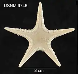 Plutonaster agassizii