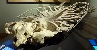 Vue frontale d'un squelette d'archélon.