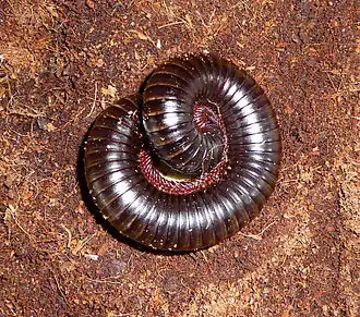 Description de l'image Archispirostreptus gigas 2009 G1.jpg.