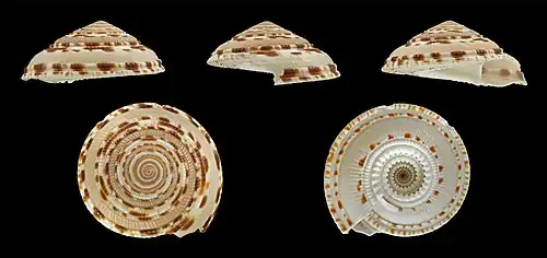 Architectonica maculata