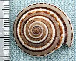 Architectonica perspectiva