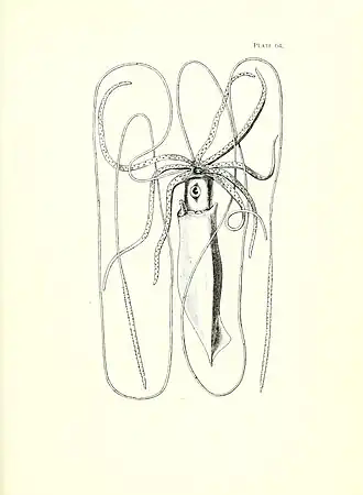 Description de l'image Architeuthis longimanus Plate 64 in Manual of the New Zealand Mollusca by Henry Suter.jpg.