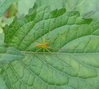 Description de l'image Architis sp. in Ecuador 002.jpg.