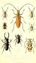 Archives entomologiques, 1857.