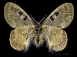 ♀ Face ventrale MHNT