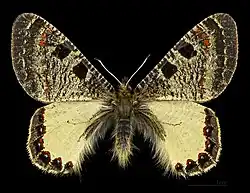 ♂ Face dorsale MHNT